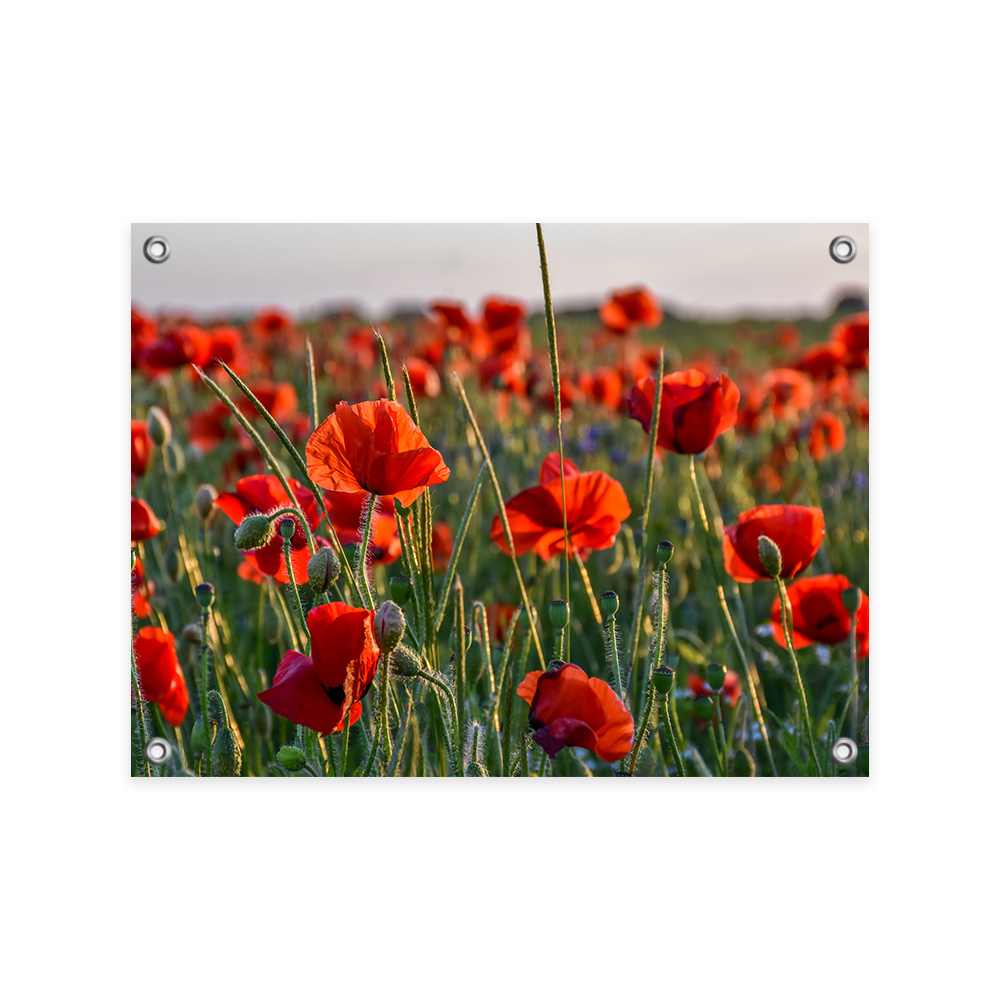 Tuinposter - Bloemen - Klaproos - Lente - Natuur - Rood - Blauw