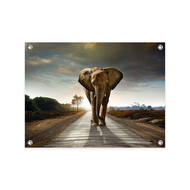 Sweet Living Tuinposter Walking Elephant