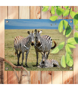 Sweet Living Tuinposter Drie Zebra's