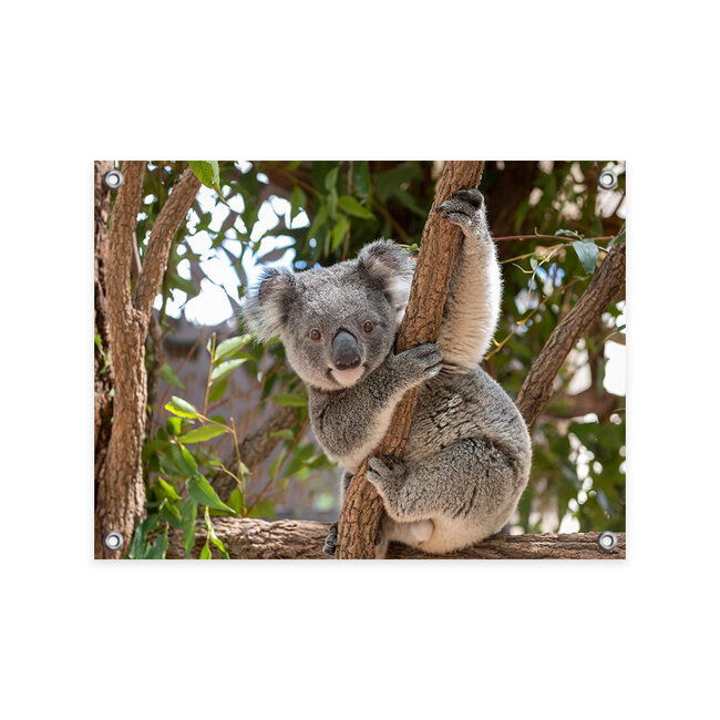 Sweet Living Tuinposter Koala