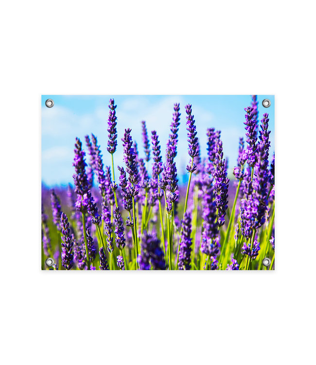 Sweet Living Tuinposter Lavendel