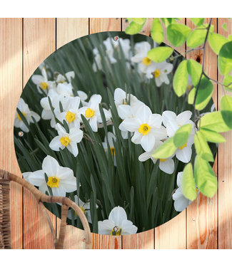 Sweet Living Ronde Tuinposter Narcissen