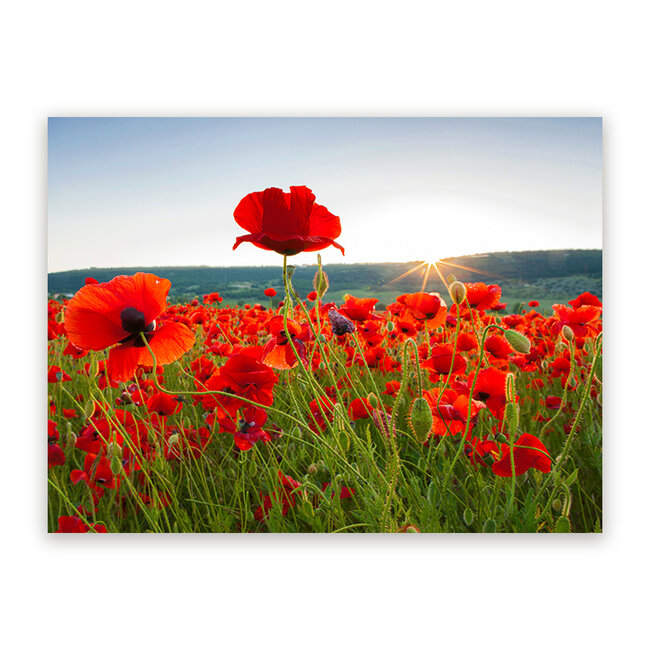 Sweet Living Schilderij Klaprozen in de Zon