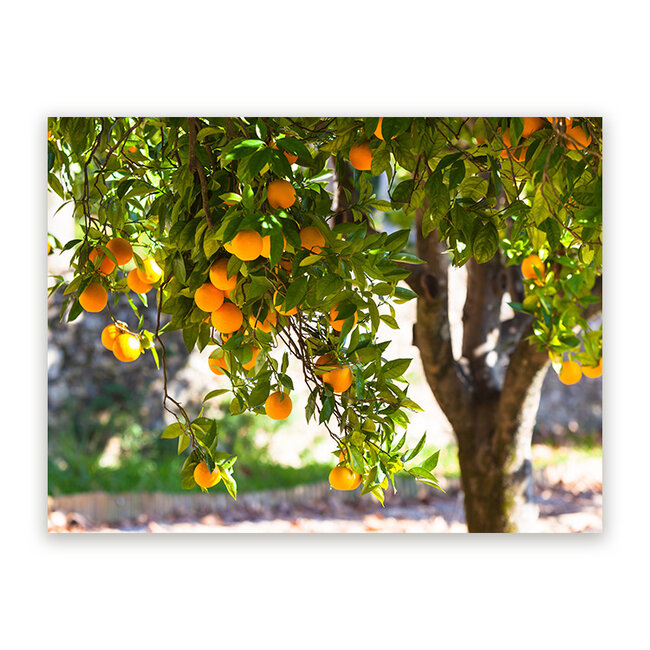 Sweet Living Schilderij Sinaasappelboom