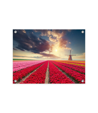 Sweet Living Tuinposter Hollands Tulpenveld - 60xH40 cm