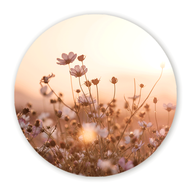 Sweet Living Wandcirkel Veldbloemen
