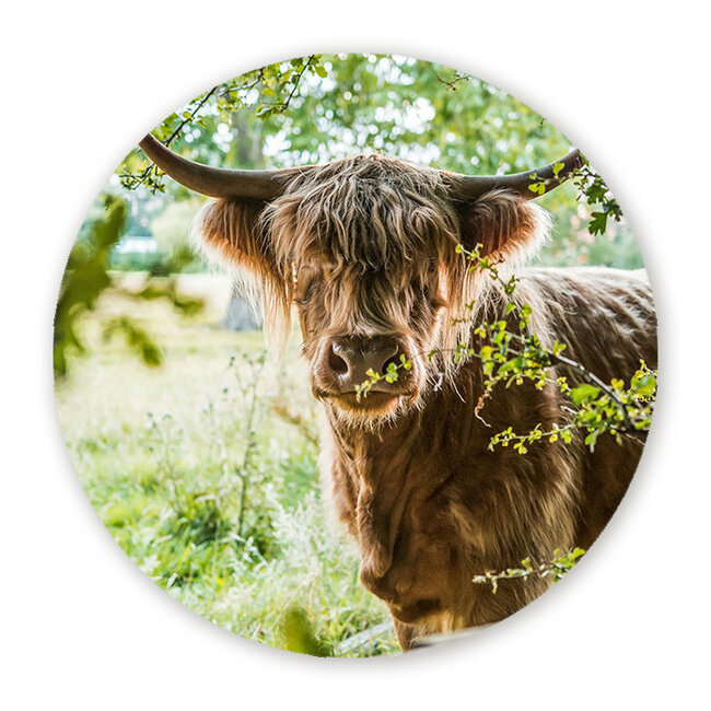 Sweet Living Wandcirkel Schotse Hooglander in de Wei