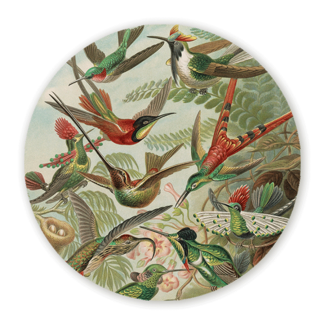 Sweet Living Wandcirkel Kolibries Gekleurd