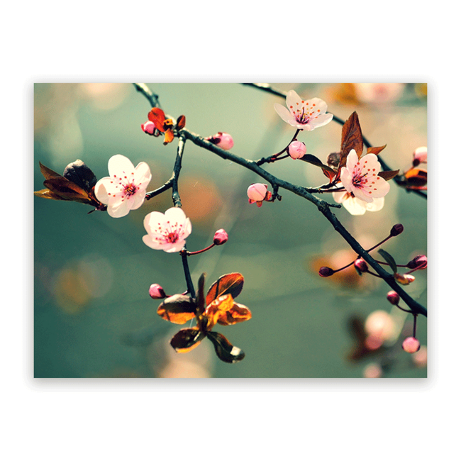 Sweet Living Schilderij Kersenbloem