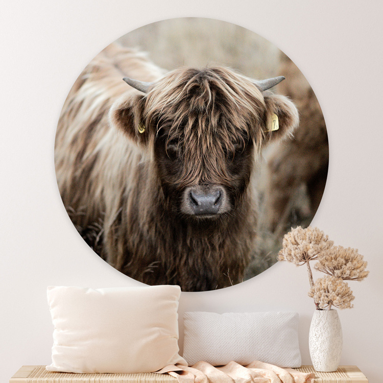 Wandcirkel Schotse Hooglander Kalf Sweet Living Shop wandcirkel-schotse-hooglander-kalf-sweet-living-shop