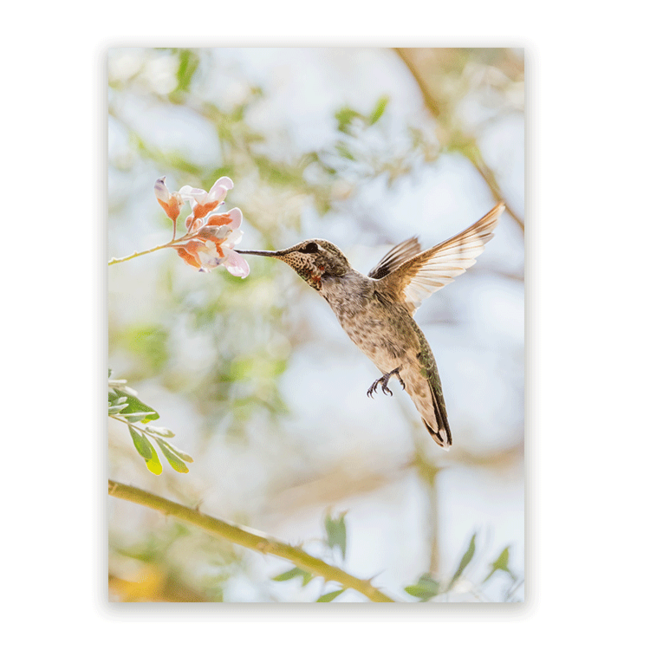 Sweet Living Schilderij Kolibrie