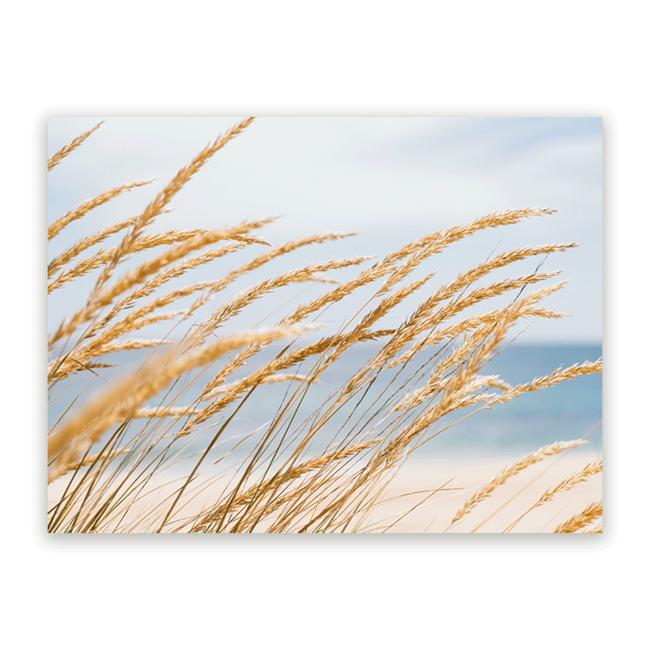 Sweet Living Schilderij Duingras aan zee