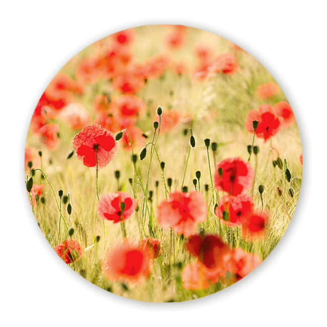 Sweet Living Wandcirkel Poppy Flowers