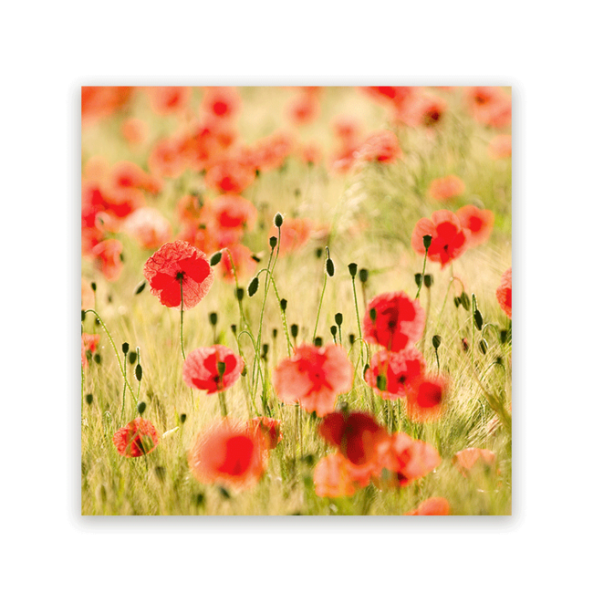 Sweet Living Schilderij Poppy Flowers - Vierkant