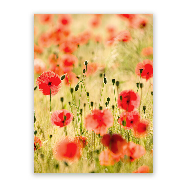 Sweet Living Schilderij Poppy Flowers - Staand