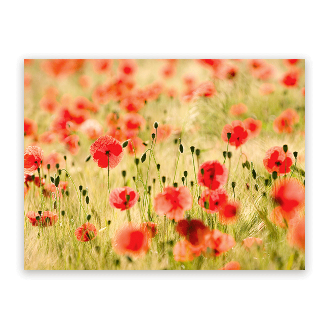 Sweet Living Schilderij Poppy Flowers -  Liggend