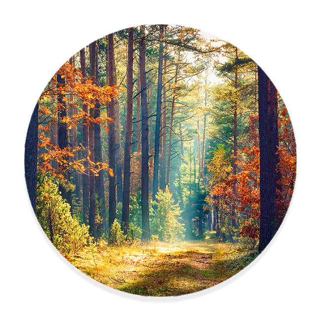 Sweet Living Wandcirkel Herfstbos bij Ochtendgloren