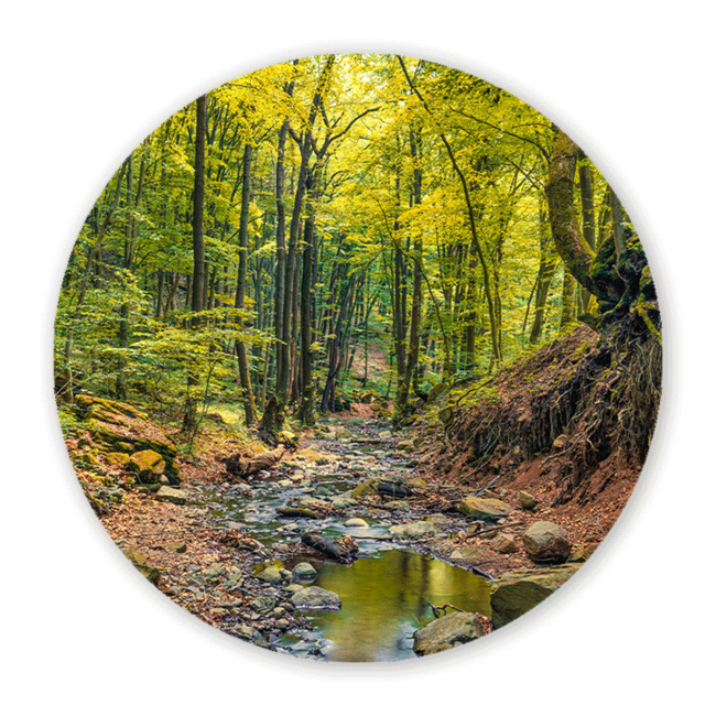 Sweet Living Wandcirkel Prachtig Herfstbos