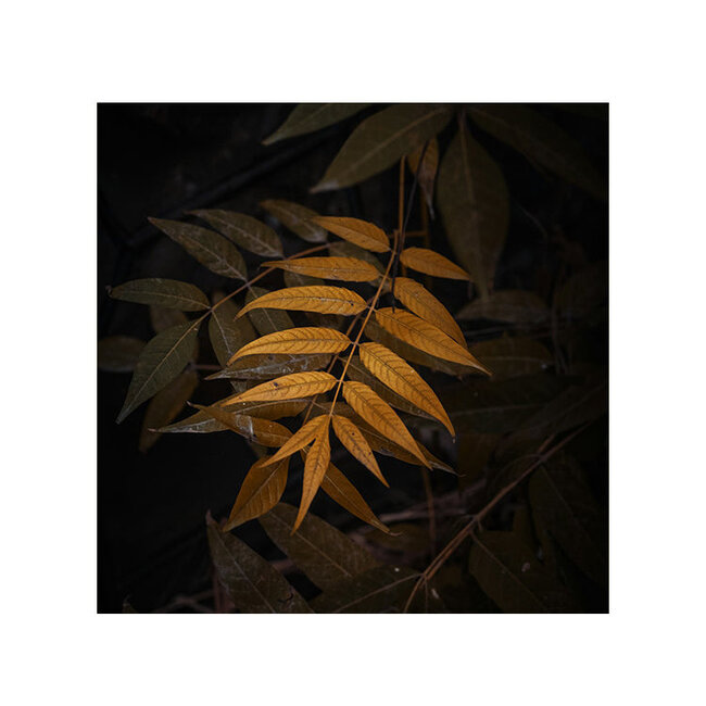 Sweet Living Schilderij Herfstbos bij Ochtendgloren - Vierkant - Copy