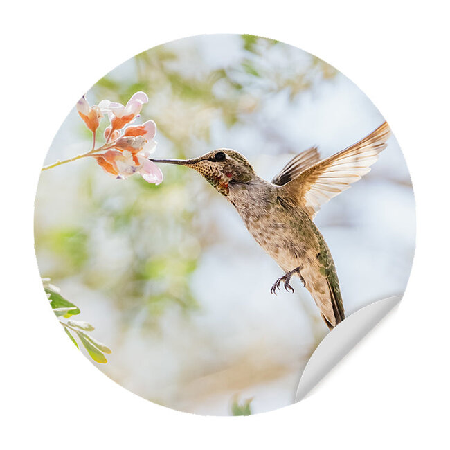 Sweet Living Behangcirkel - Kolibrie op zoek naar Honing - Behangsticker