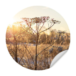 Sweet Living Behangcirkel - Droogplanten Winterzon - Behangsticker Sweet Living Behangcirkel - Droogplanten Winterzon - Behangsticker