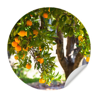 Sweet Living Muursticker Sinaasappelboom Sweet Living Muursticker Sinaasappelboom