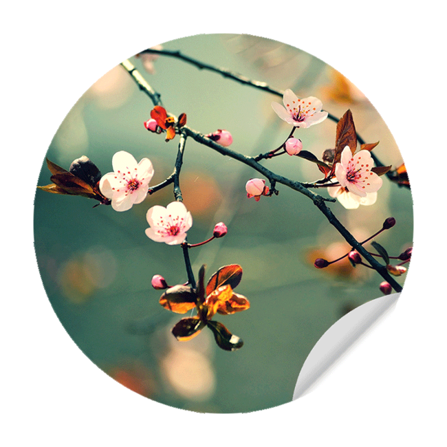 Sweet Living Muursticker Kersenbloem