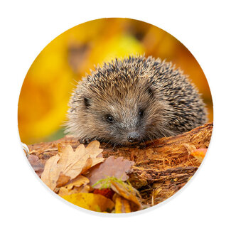 Sweet Living Wandcirkel Herfstsnuffel