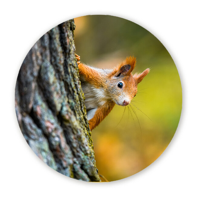 Sweet Living Wandcirkel Eekhoorn in Herfstbos