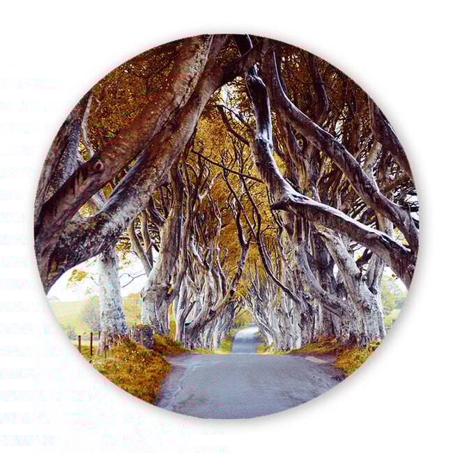 Sweet Living Wandcirkel The Dark Hedges