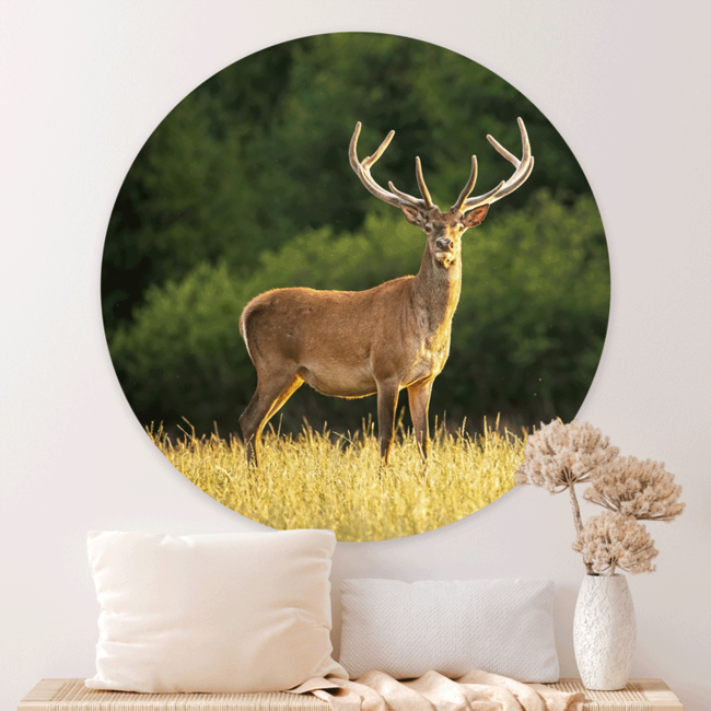 Sweet Living Wandcirkel Herten in de Zon