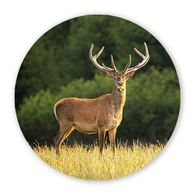 Sweet Living Wandcirkel Herten in de Zon