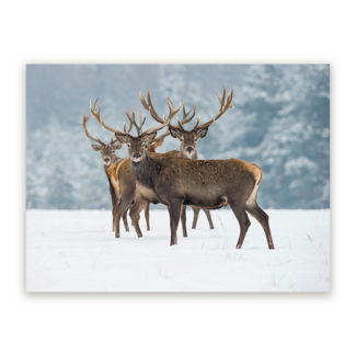 Sweet Living Schilderij Winters Monarch - Liggend