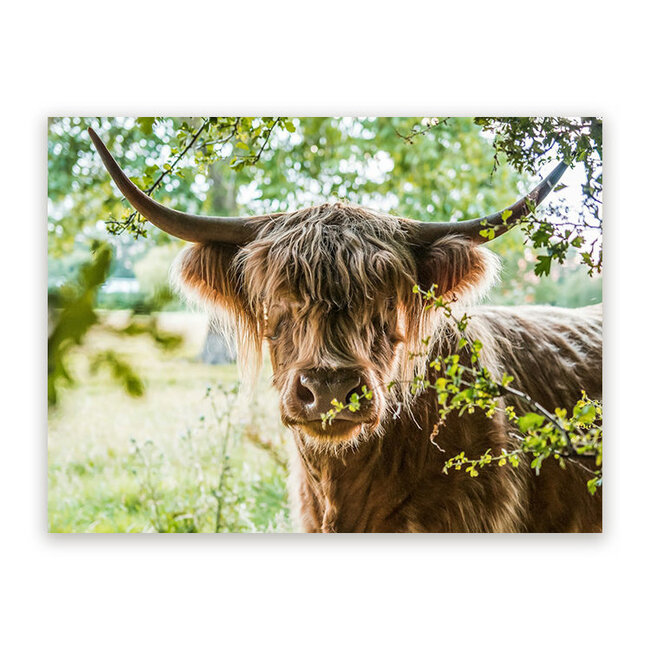 Sweet Living Schilderij Schotse Hooglander in de Wei - Liggend