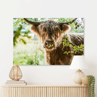 Sweet Living Schilderij Schotse Hooglander in de Wei - Liggend Sweet Living Schilderij Schotse Hooglander in de Wei - Liggend