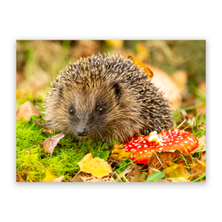 Sweet Living Schilderij Egel in Herfstlandschap - Liggend