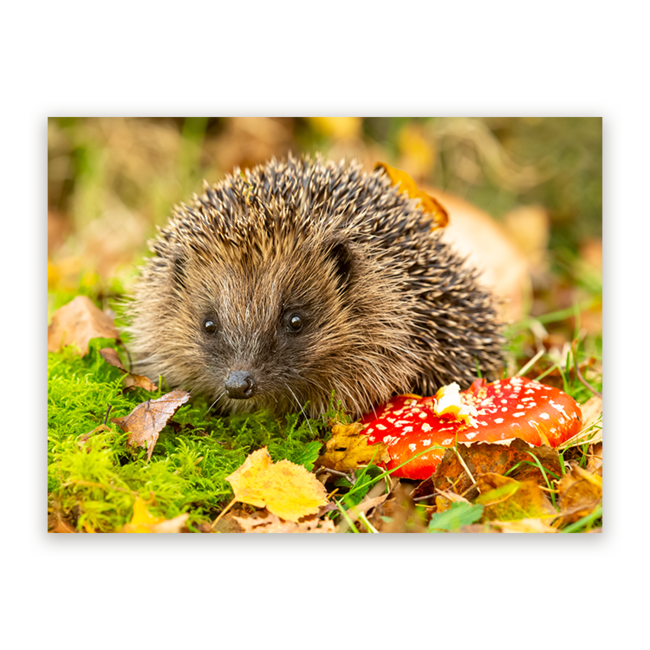 Sweet Living Schilderij Egel in Herfstlandschap - Liggend