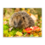 Sweet Living Schilderij Egel in Herfstlandschap - Liggend
