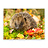 Dieren