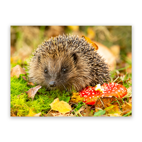 Canvas Schilderij Dieren