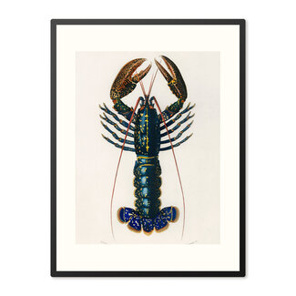 Sweet Living Poster in Lijst Lobster Sweet Living Poster in Lijst Lobster