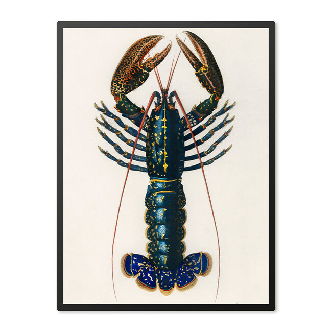 Sweet Living Poster in Lijst Lobster