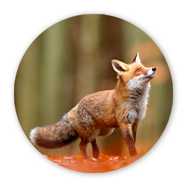 Sweet Living Muurcirkel Vos in het Woud