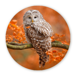 Sweet Living Muurcirkel Mystieke Uil