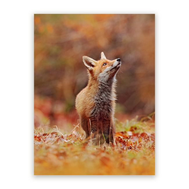 Sweet Living Schilderij Vos in Herfstlandschap - Staand