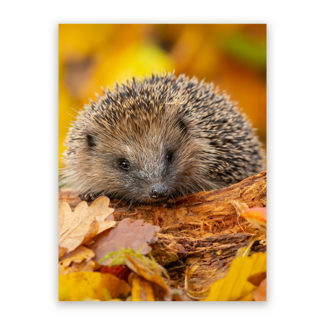 Sweet Living Schilderij Herfstsnuffel - Staand