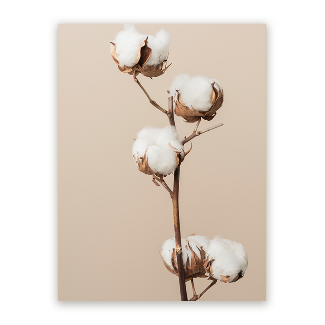 Sweet Living Schilderij Katoenplant - Staand