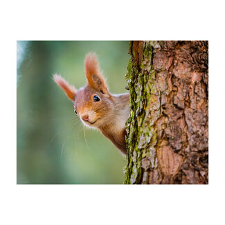 Sweet Living Schilderij Nieuwsgierige Rode Eekhoorn - Liggend