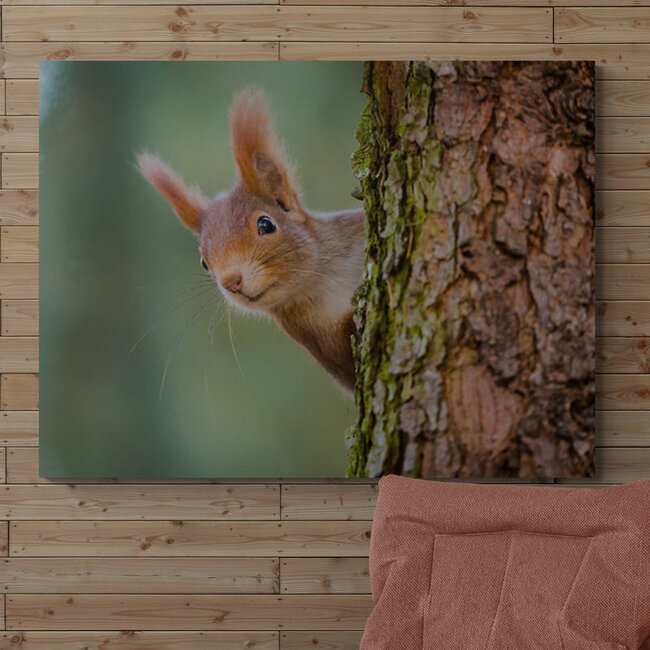 Sweet Living Schilderij Nieuwsgierige Rode Eekhoorn - Liggend