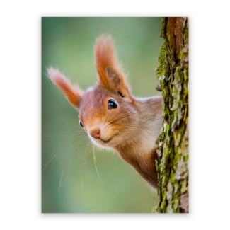 Sweet Living Schilderij Nieuwsgierige Rode Eekhoorn - Staand